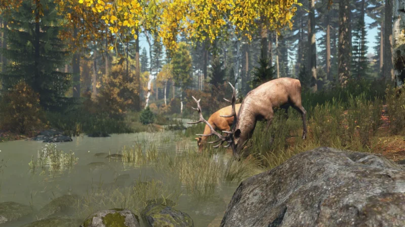 A red deer drinks from a stream in an autumn forest in DayZ